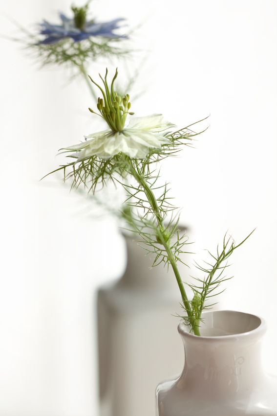 nigella-duo