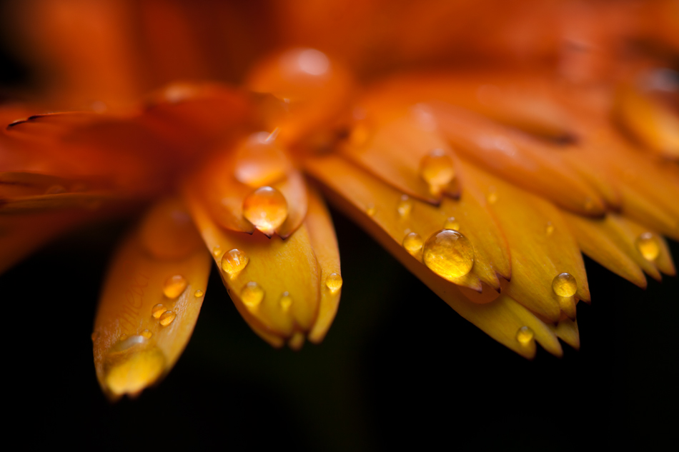 drops