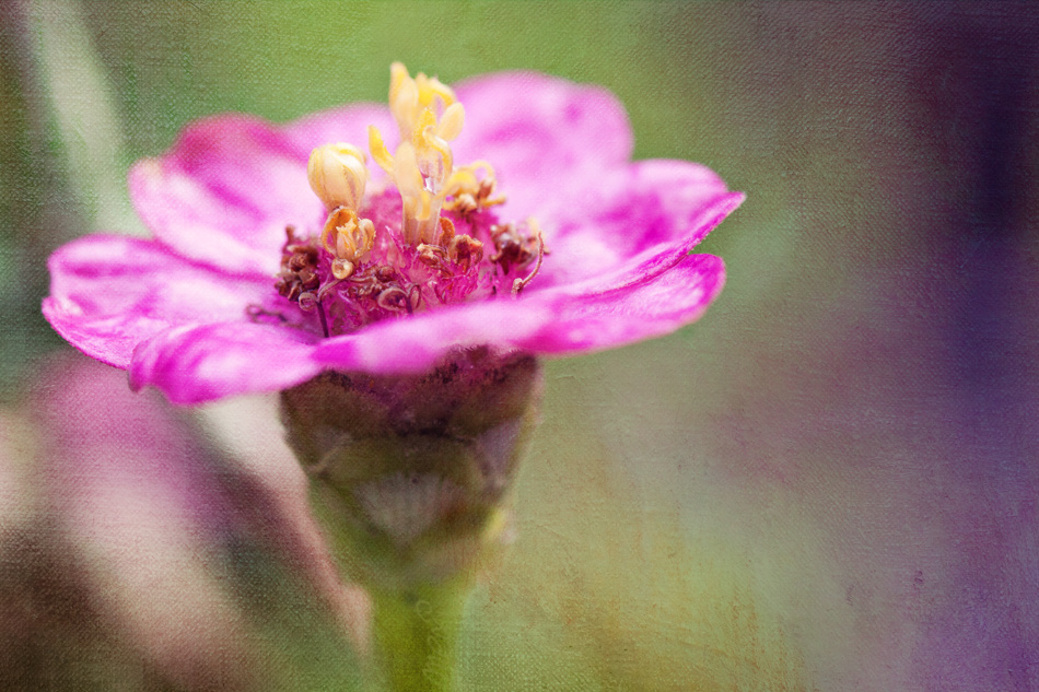 Pink Garden