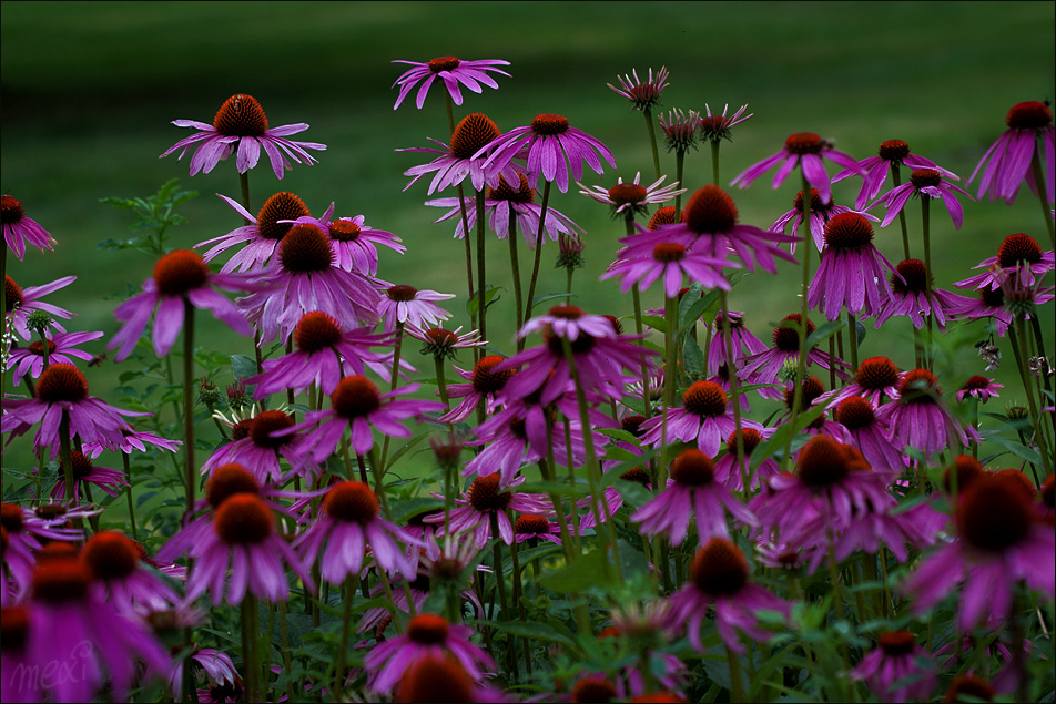 Echinacea 
