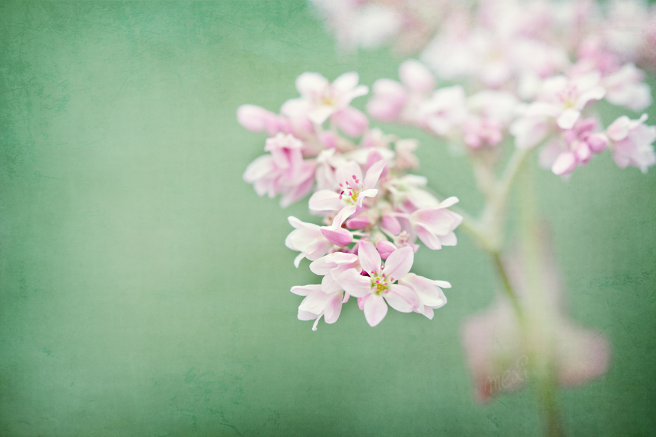 Buchweizenblüte - buckwheat