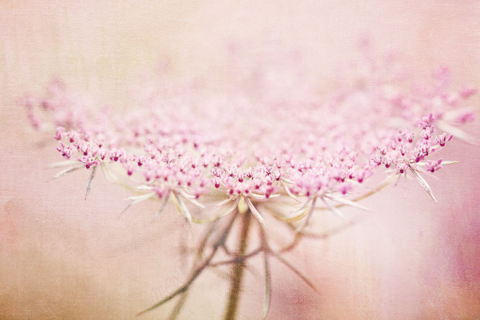 pink ...