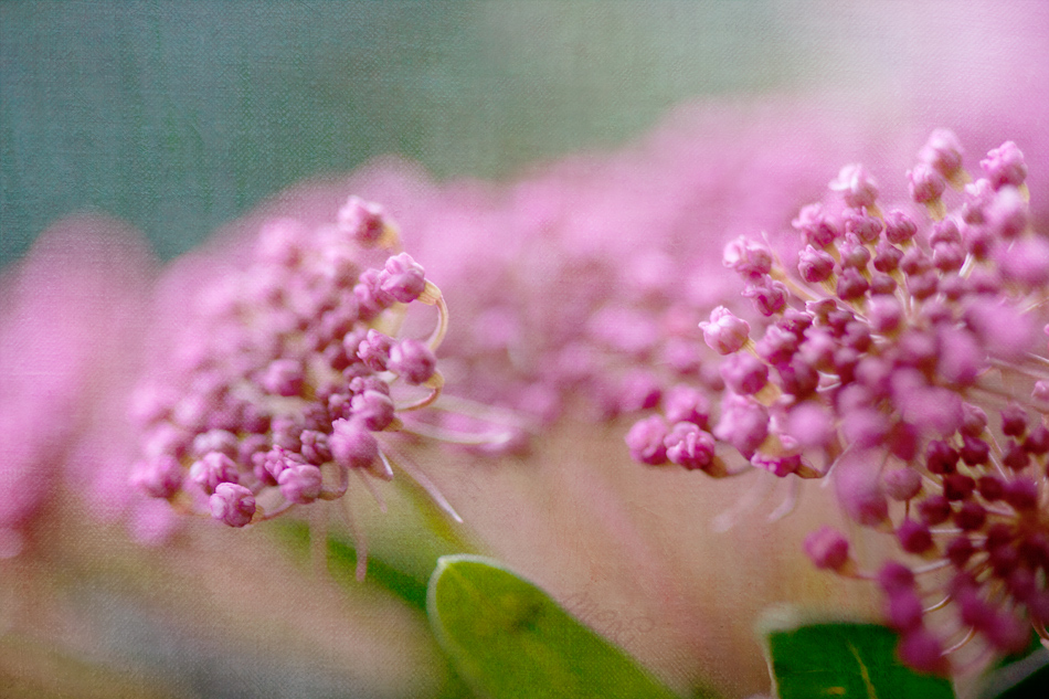 pink II