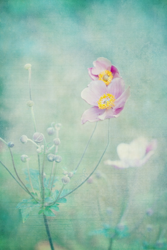 flowerdream ...