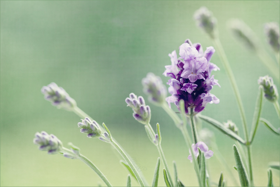 Flores Lavandulae ...