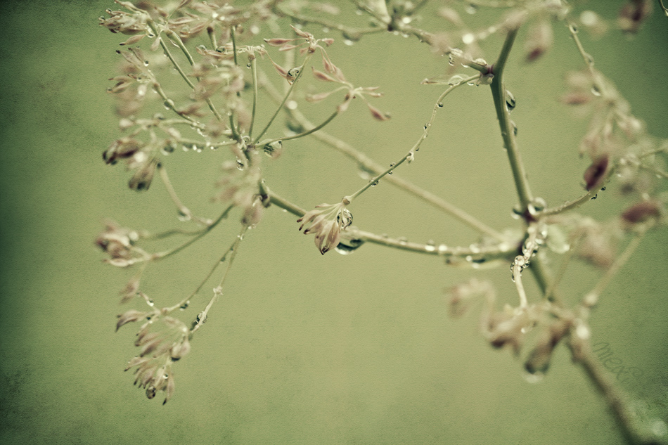 Raindrops ...