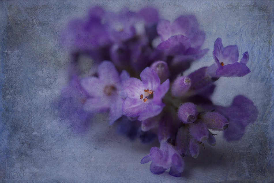 lavender ...