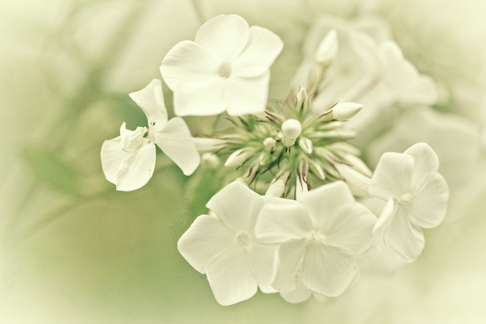 white & green ....
