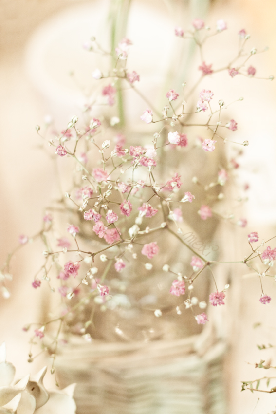 Schleierkraut ~~ baby's breath 