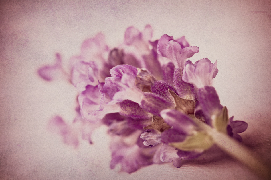 Lay Lavender