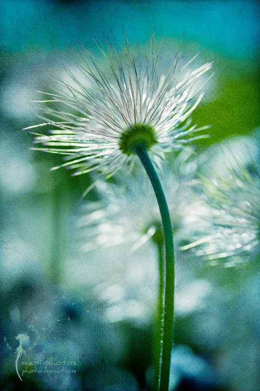 sunshine