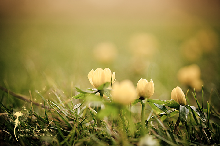 Springdream ...