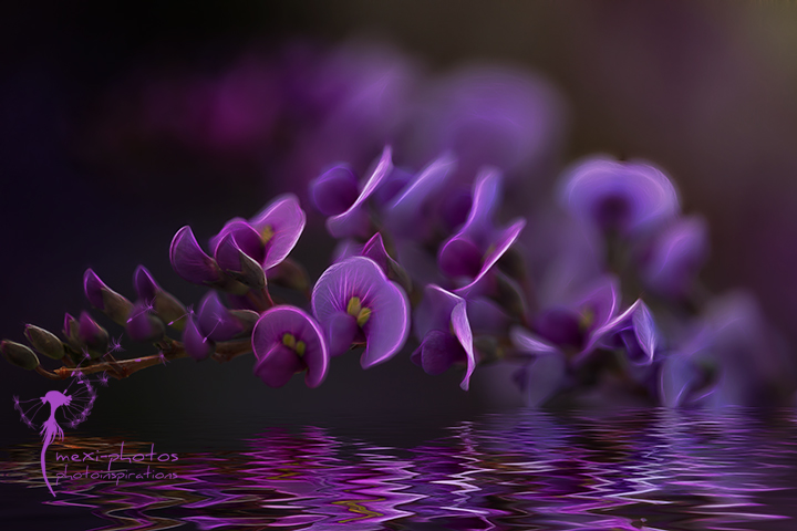 violett ...