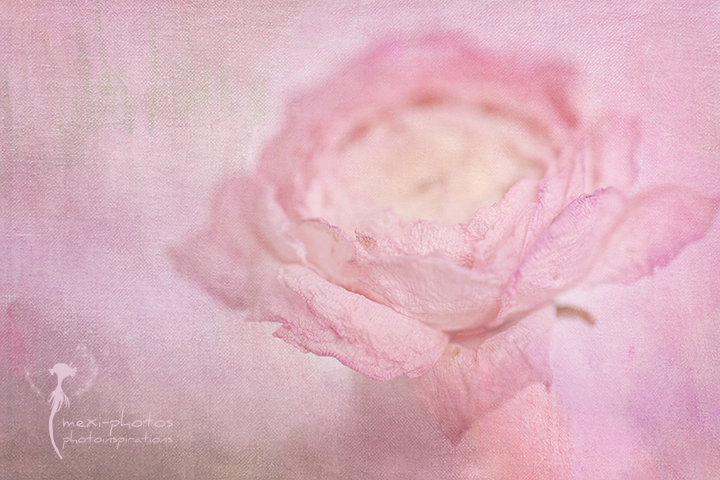 Ranunculus II ...