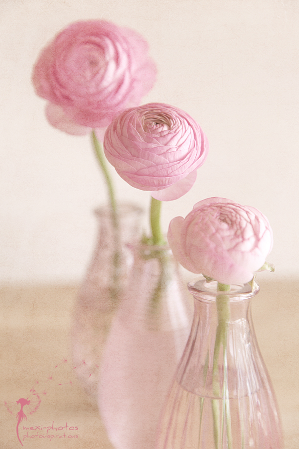 Ranunculus