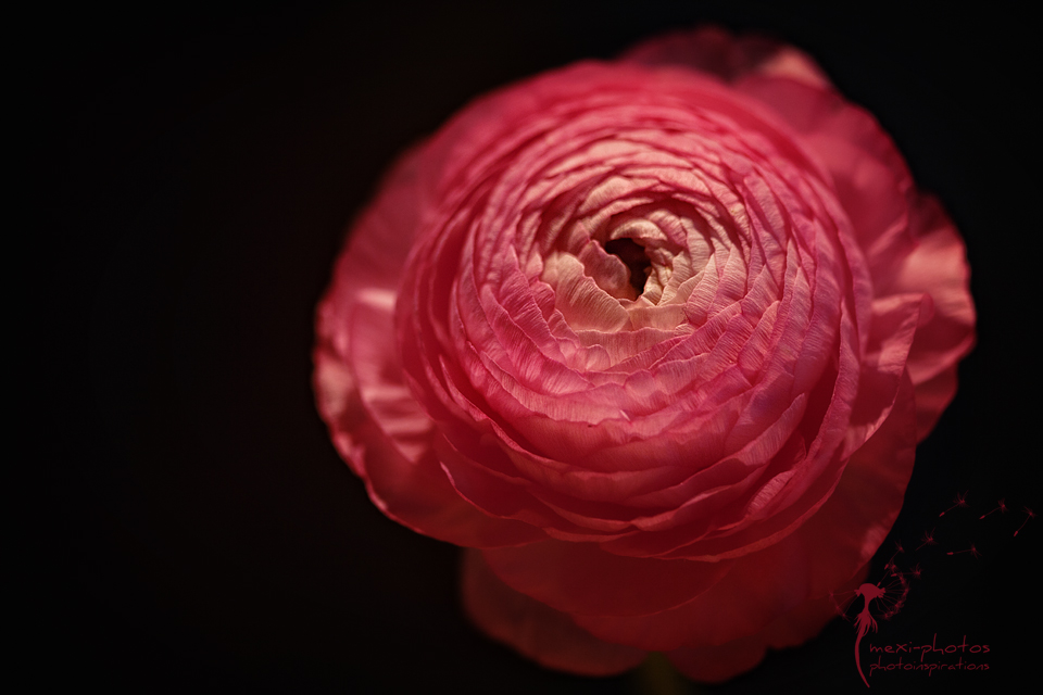 Ranunculus