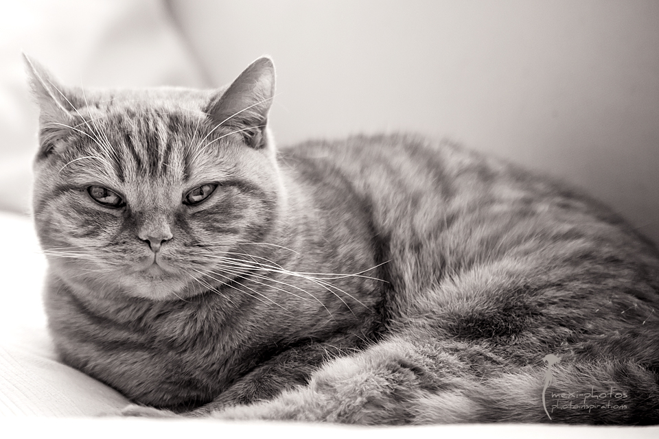 My little cat ...