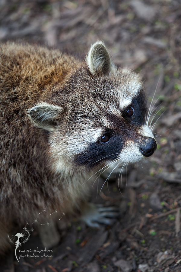 Waschbär