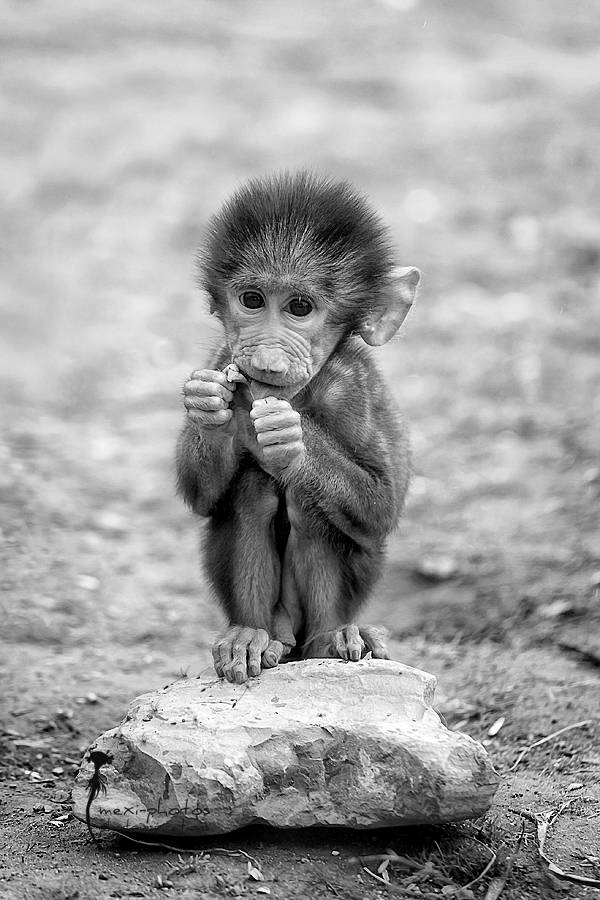 Little Monkey