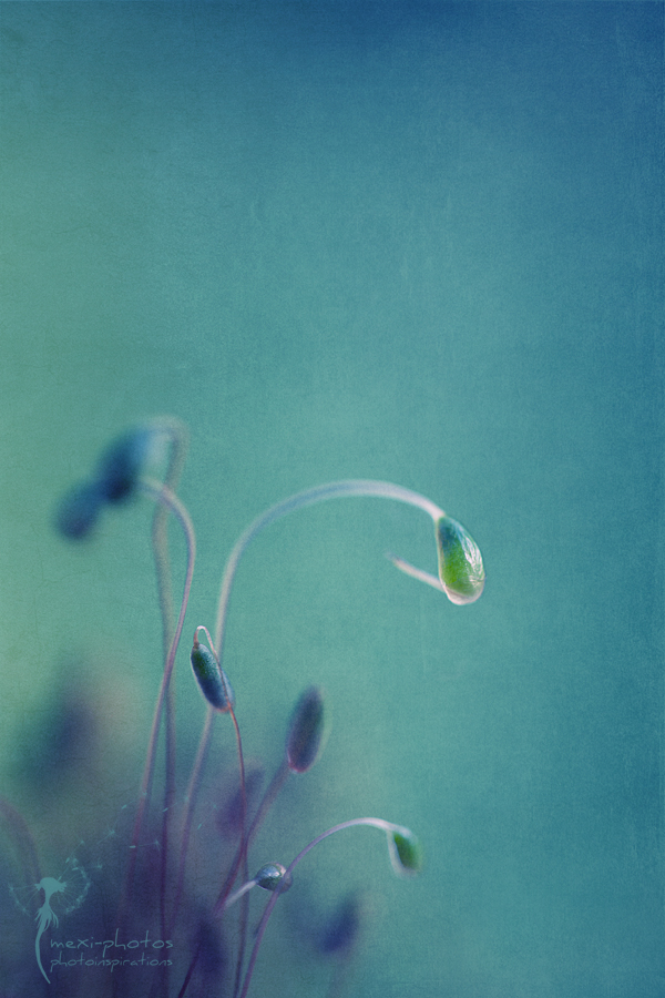Microcosmos