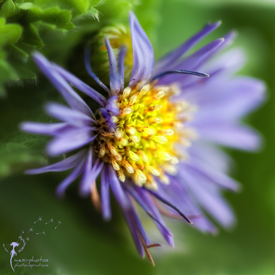 flowerdream