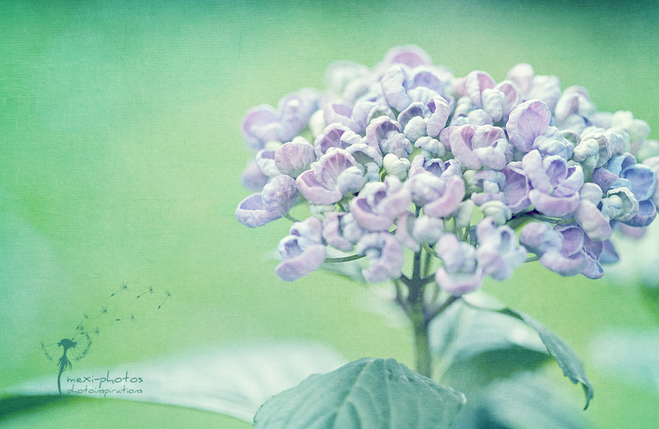 Hortensia