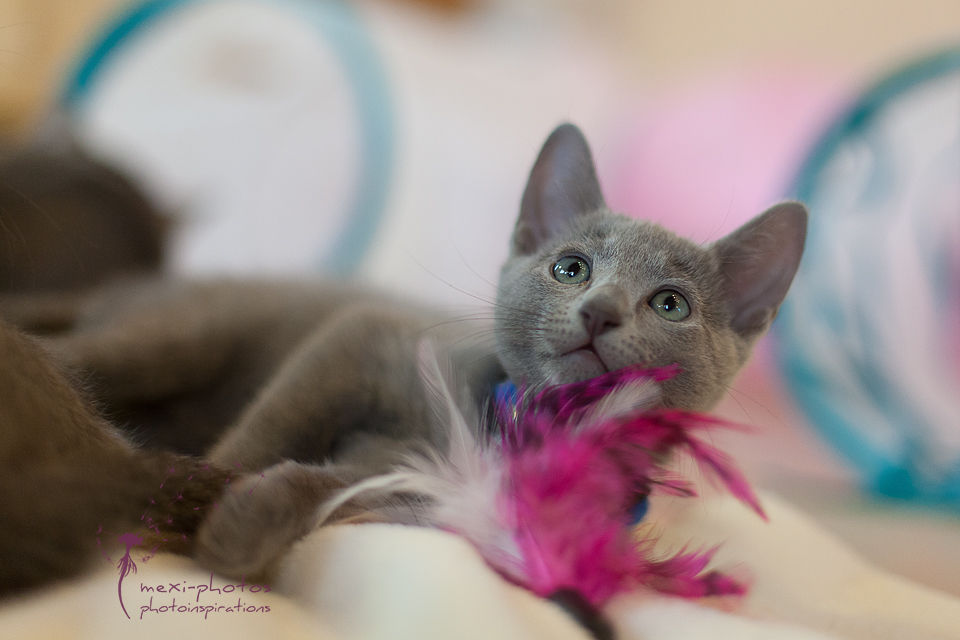 Russisch Blau Kitten II