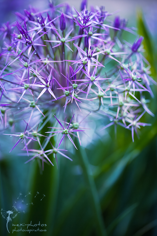 Flower-Stars