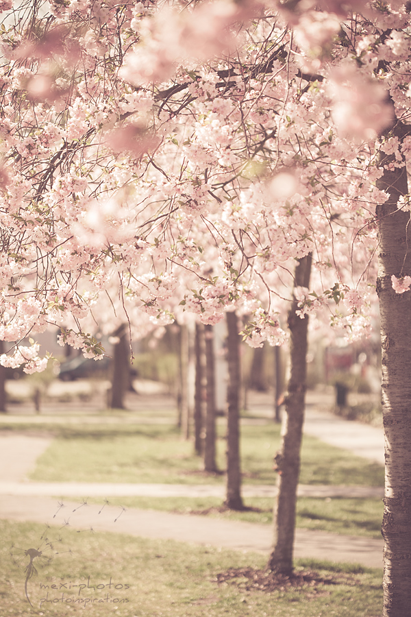 Kirschblüten
