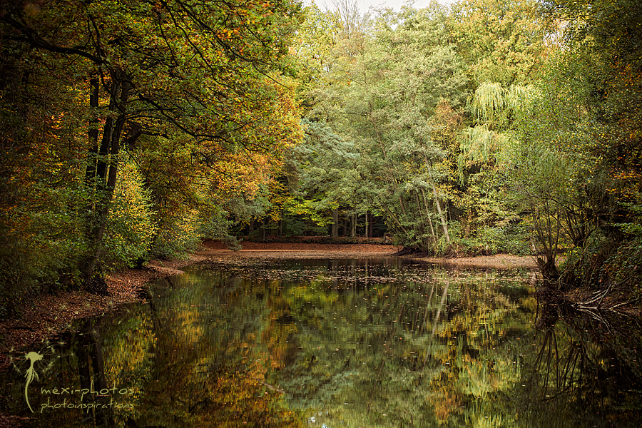Herbstwald
