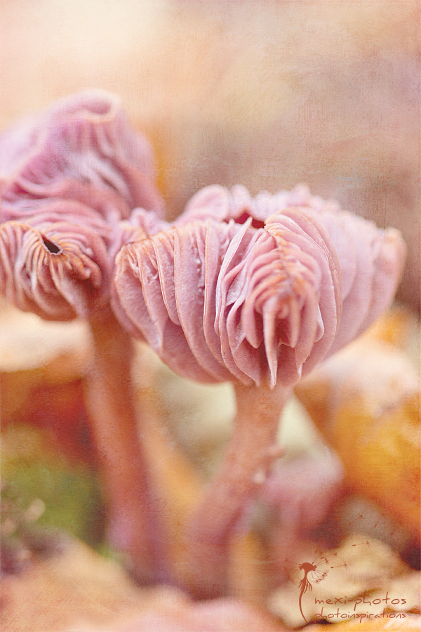 Rosa Pilze