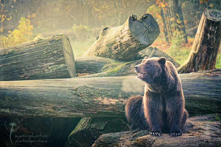 Braunbär