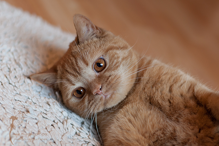 Komm kuscheln
