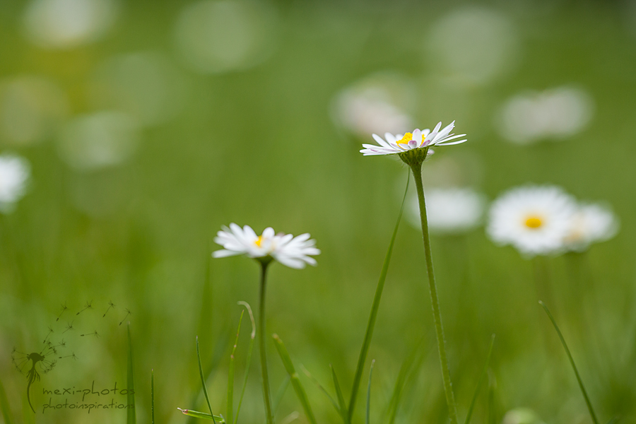 Gänseblümchen