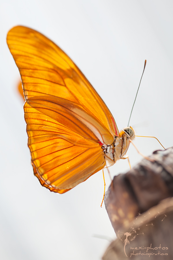 Schmetterling - Butterfly II