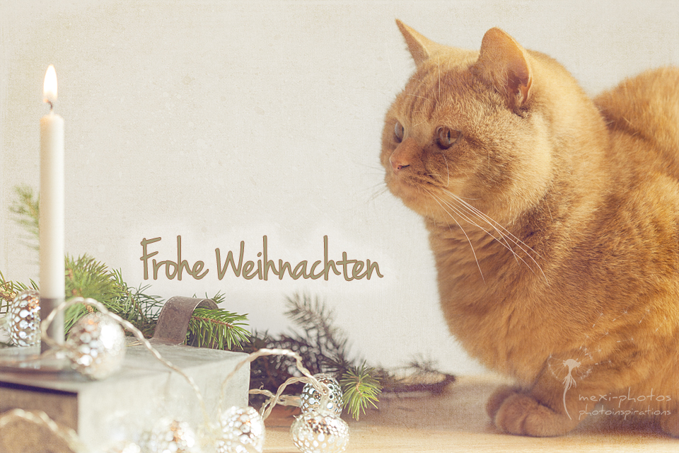 Frohe Weihnachten Kater