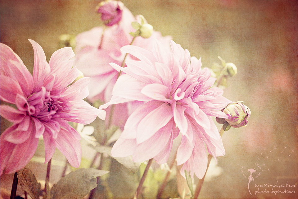 Dahlien 