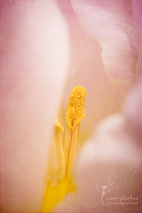 Blütenstempel