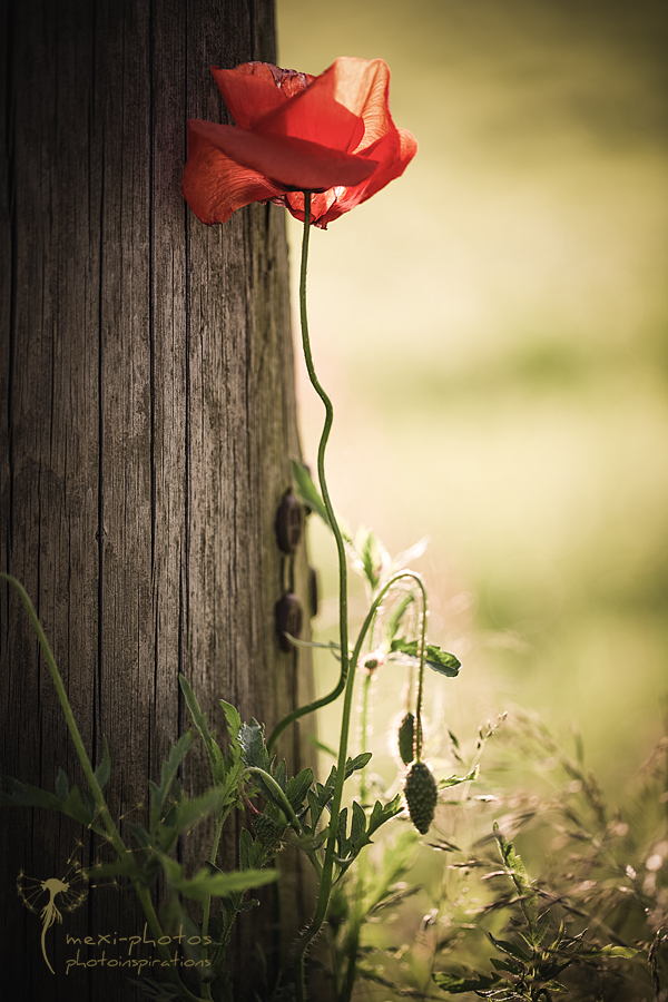 Mohn