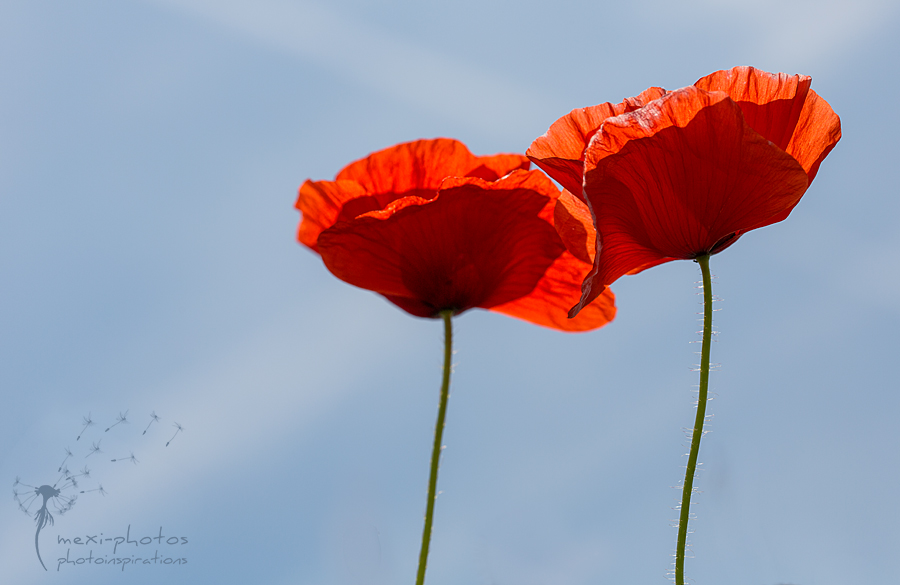 Poppy together