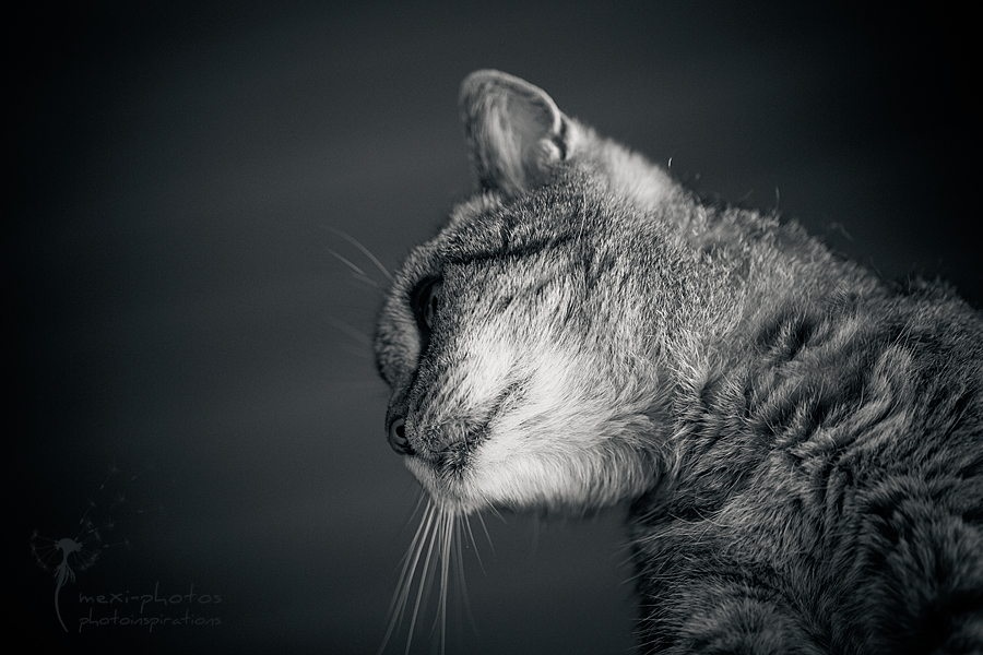 Catphotography