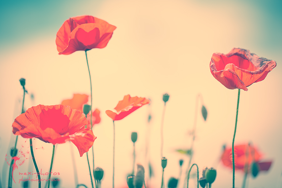 poppy