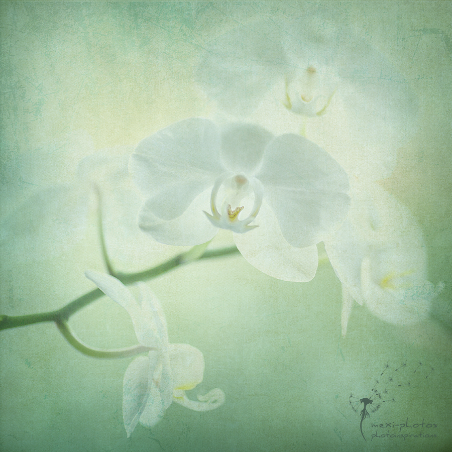 Orchid FineArt