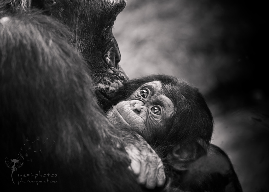 Chimpanzee - Schimpansen - Baby