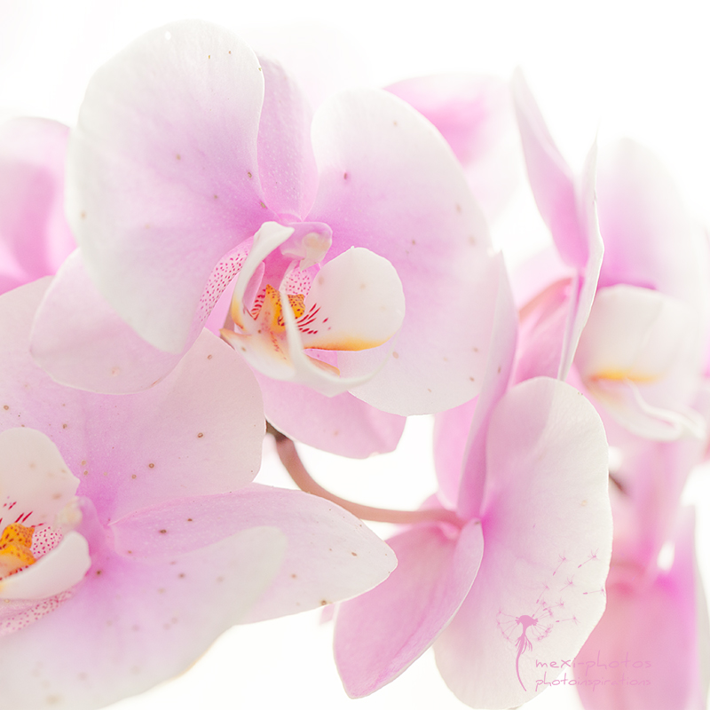 Orchid