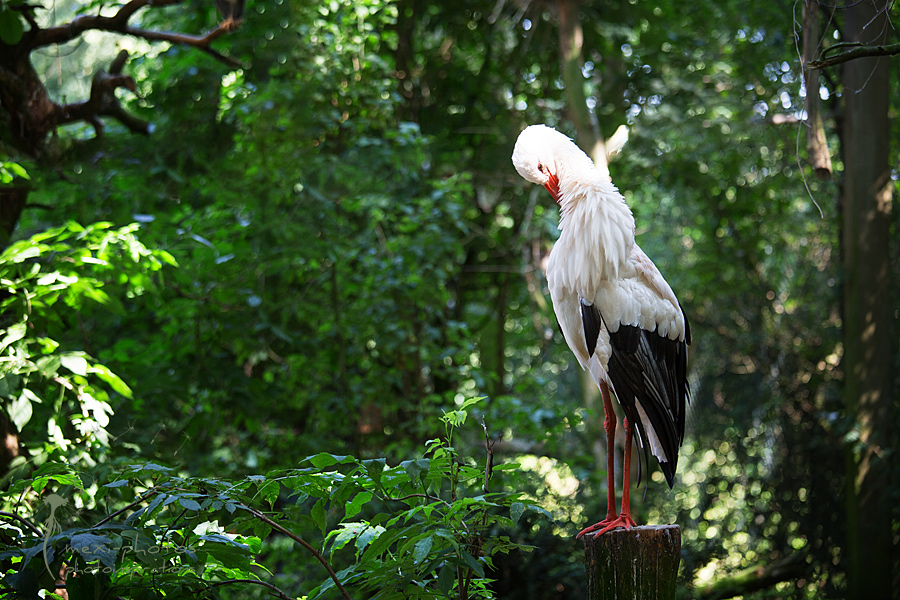 Storch