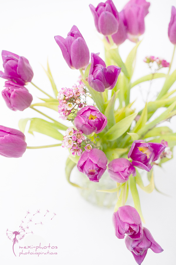 Tulpenfrühling