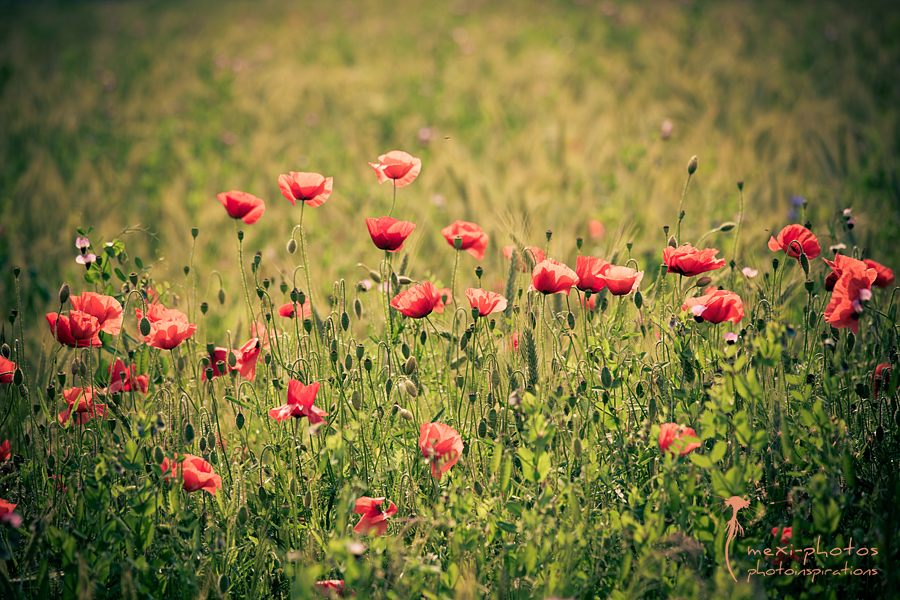 poppy