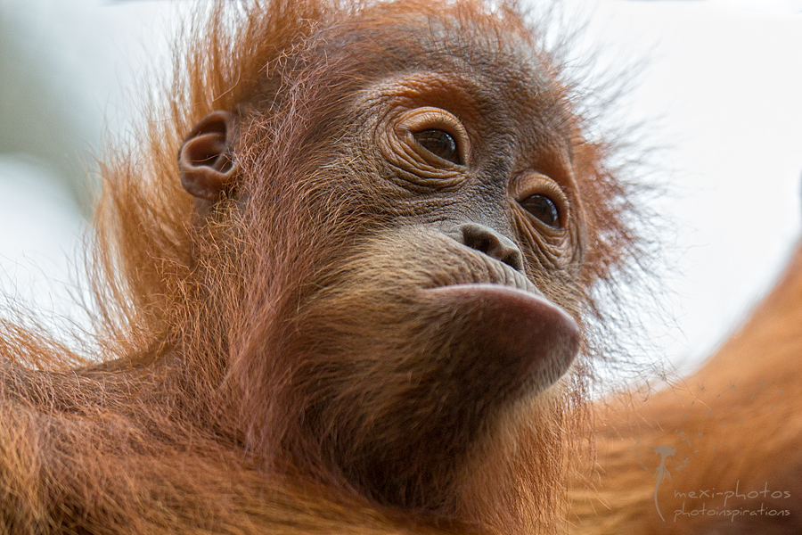 Orang Utan Baby