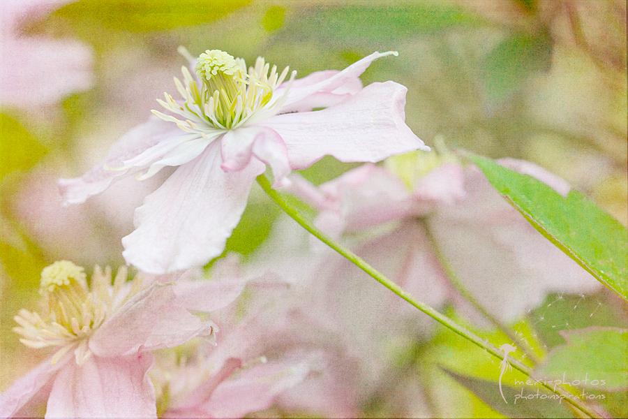 Vintage-Clematis